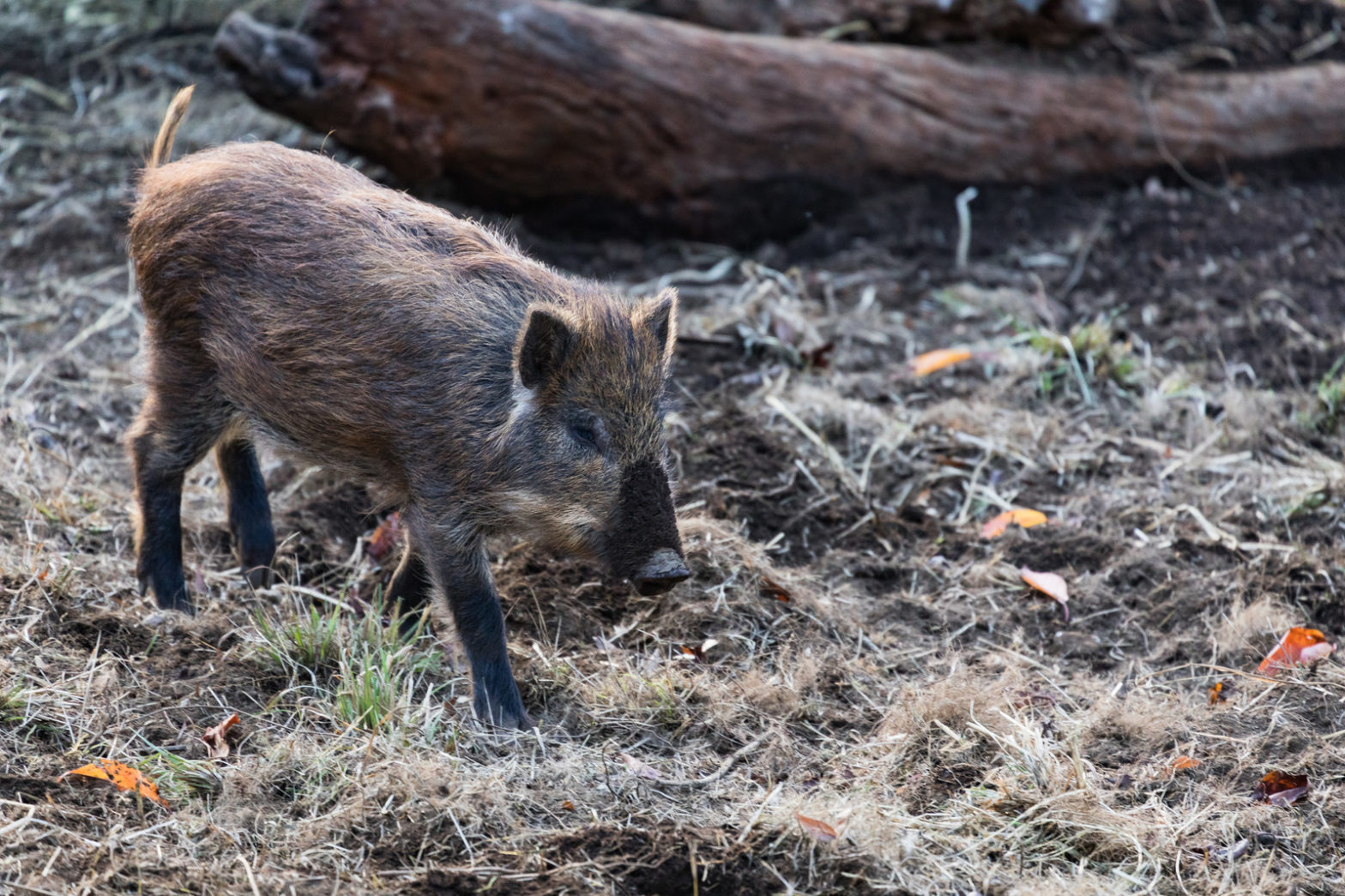 2018年 お仕事のまとめ